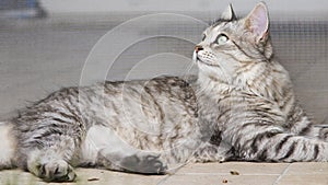 Grey kitten outdoor, siberian female lying in the garden