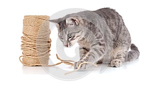 grey kitten playing with a coil of rope