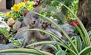 Grey kitten playing with plants