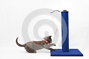 Grey kitten playing with a scratching post