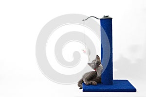 Grey kitten playing with a scratching post