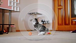 Grey kitten playing with a toy mouse