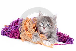 Grey kitten playing with wool