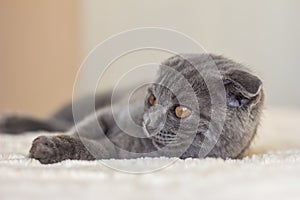 Grey kitten scottish fold