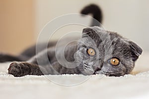 Grey kitten scottish fold