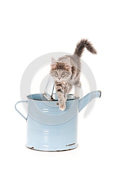 Grey kitten standing o watering can