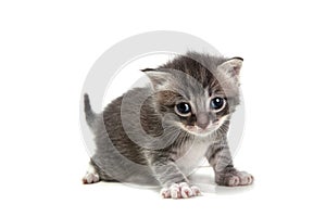 Grey Kitten on White Background Looking at Camera