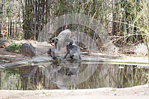 Grey Langoors or Monkeys playing and drinking water from a waterhole