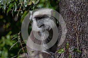 Grey langur behind a tree