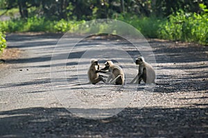 Grey Langur Family in the Forest