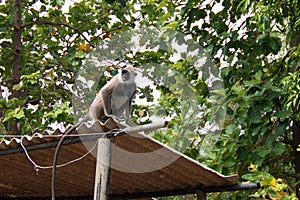 Grey Langur Female Monkey in Wilpattu National Park in Sri Lanka