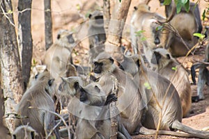 Grey Langur Group in the Forest