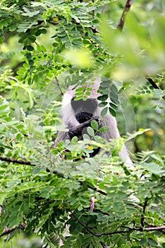 Grey Langur Monkey