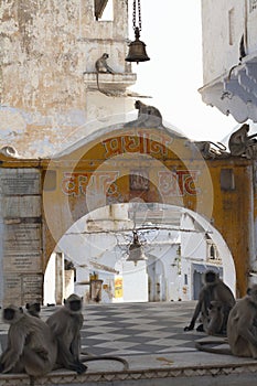 Grey Langur monkeys, Pushkar, India