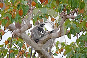 Gray langur or Semnopithecus priam thersites sits on tree
