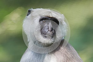 Grey Langur (Semnopithecus Schistaceus)