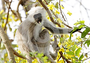Grey langur sitting on a tree