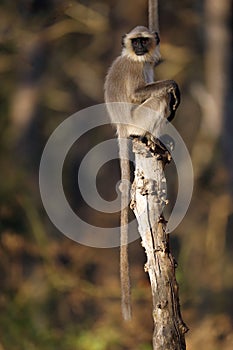Grey langurs, also called Hanuman langurs and Hanuman monkeys (Semnopithecus dussumieri)