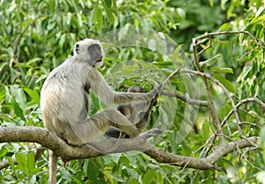 Grey Langurs with baby