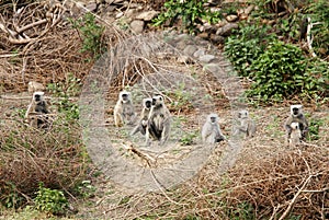 Grey Langurs in group
