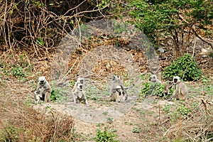 Grey Langurs resting