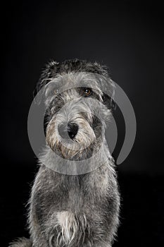 Grey large Irish wolfhound dog sitting looking at camera black background