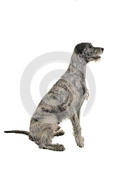 Grey large Irish wolfhound dog sitting sideways isolated on a white background