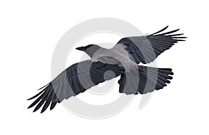 Grey large isolated crow flight