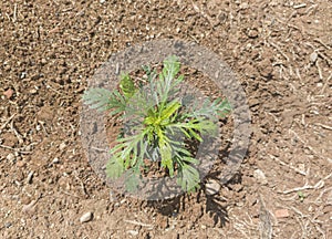 Grey-leaved euryops newly planted