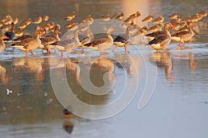 Grey leg goose family