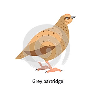 Grey-legged partridge profile. Perdix, English bird. Hun with brown plumage. Rotund gamebird, forest fauna. Flat vector