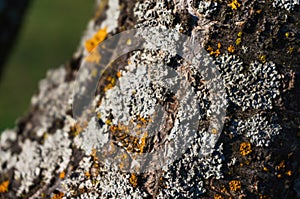 Grey lichen