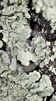 Grey little seaweeds and mushrooms on a tree