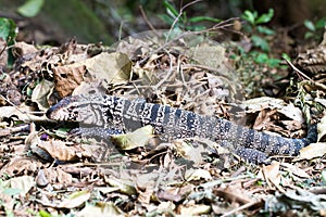 Grey lizard