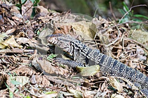 Grey lizard