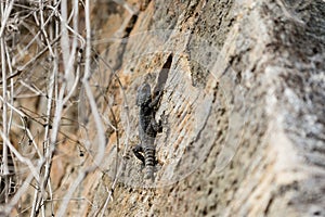 Grey lizard climbing on stone wall
