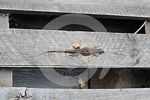 Grey lizard sits on a grey wooden pallet. sample of mimicry