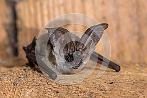 Grey long eared bat