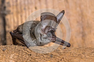 Grey long eared bat