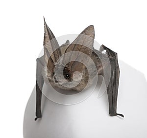 Grey long-eared bat, against white background