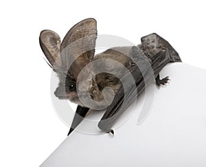 Grey long-eared bat, against white background