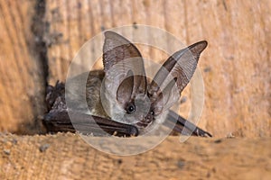 Grey long eared bat photo