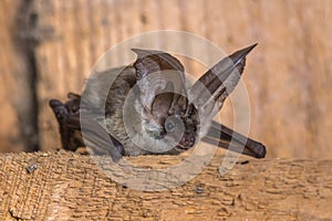 Grey long eared bat photo