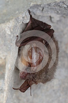 The Grey Long-eared Bat (Plecotus austriacus) hibernating bat on the wall