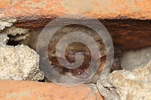 Grey long-eared bat (Plecotus austriacus) during hibernation in the brick wall