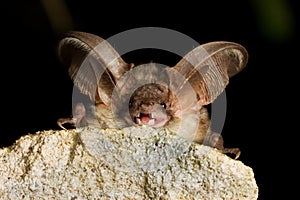 Grey long eared bat resting