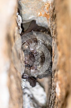 Grey long eared bat roosting photo