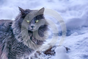 Grey longhair cat and light green eyes in snow