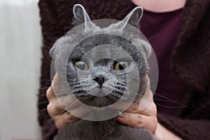 Grey, lop-eared cat with huge yellow eyes.