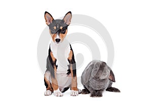 Grey lop-eared rabbit with basenji puppy